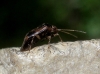 Camptozygum aequale