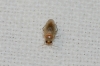 Campylomma verbasci