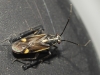 Capsodes flavomarginatus