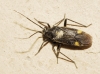 Capsodes sp.
