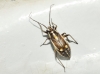 Capsodes sulcatus Capsodes sulcatus