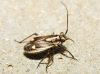 Capsodes sulcatus