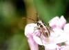 Capsodes sp.