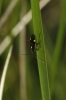 Capsodes sulcatus Capsodes sulcatus