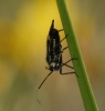 Capsodes sulcatus Capsodes sulcatus
