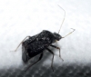 Charagochilus gyllenhalii