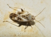 Compsidolon crotchi