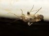 Compsidolon pumilum