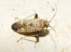 Compsidolon pumilum