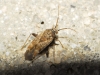 Compsidolon sp.