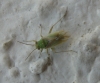 Conostethus venustus