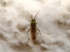 Conostethus venustus
