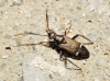 Cremnocephalus albolineatus