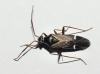 Cremnocephalus albolineatus