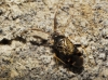 Criocoris crassicornis ? 1d2