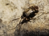 Criocoris crassicornis ? 2d2