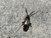 Criocoris crassicornis, a confirmar