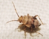 Deraeocoris ?
