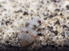 Deraeocoris ?