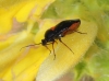 Deraeocoris ribauti