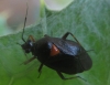 Deraeocoris ribauti