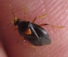 Deraeocoris ribauti