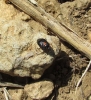 Deraeocoris ribauti