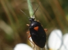 Deraeocoris ribauti