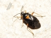 Deraeocoris ribauti