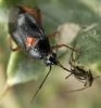 Deraeocoris ribauti