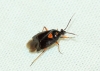 Deraeocoris ribauti