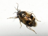 Deraeocoris serenus