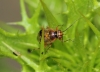 Deraeocoris serenus