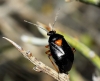 Deraeocoris ribauti