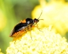 Deraeocoris ribauti