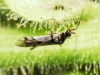 Dicyphus sp.
