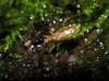 Dicyphus sp.