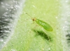 Dicyphus sp.