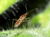 Dicyphus sp.