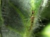 Dicyphus sp.