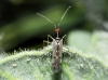 Dicyphus sp.