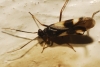 Dryophilocoris flavoquadrimaculatus ?