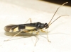 Dryophilocoris flavoquadrimaculatus