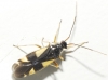 Dryophilocoris flavoquadrimaculatus