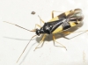 Dryophilocoris flavoquadrimaculatus