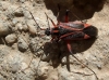 Hadrodemus cf. m-flavum