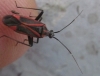 Hadrodemus cf. m-flavum