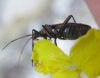 Hadrodemus cf. m-flavum