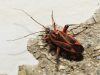 Hadrodemus cf. noualhieri