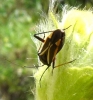 Hadrodemus m-flavum